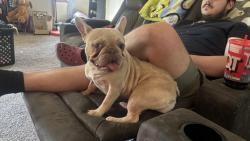 Reunited Female Dog last seen Near S Gordon St, Wichita, KS 67213, USA, Wichita, KS 67213