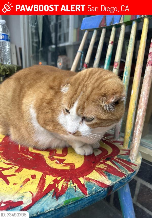 Lost Male Cat last seen Krisp market, San Diego, CA 92101