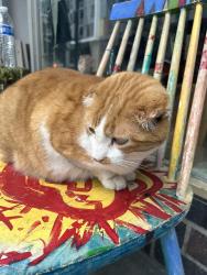 Lost Male Cat last seen Krisp market, San Diego, CA 92101