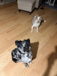Reunited Male Dog last seen Near Olentangy River Rd, Columbus, OH 43085, USA, Columbus, OH 43085