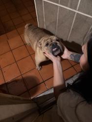 Reunited Male Dog last seen Mission, Escondido, CA 92027