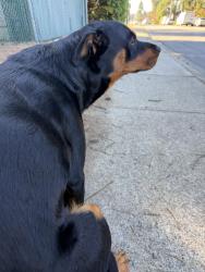Reunited Unknown Dog last seen Austin and mundy, Coquitlam, BC 