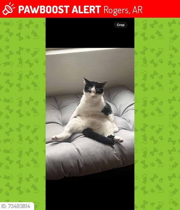 Lost Male Cat last seen Easy st, Rogers, AR 72756