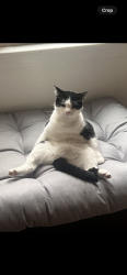 Lost Male Cat last seen Easy st, Rogers, AR 72756