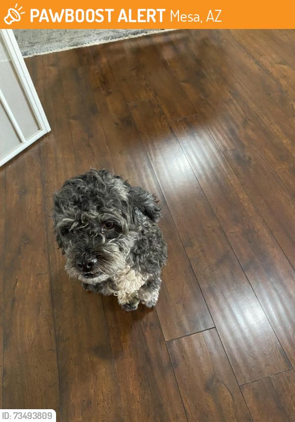 Found/Stray Female Dog last seen Adobe, Mesa, AZ 85213