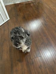 Found/Stray Female Dog last seen Adobe, Mesa, AZ 85213
