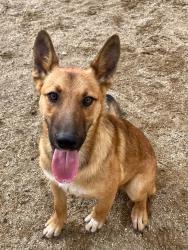 Found/Stray Male Dog last seen Pearblossom Highway and Fort Tejon Road, Palmdale, CA 93552