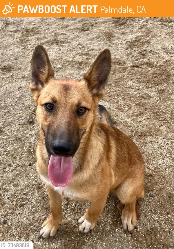 Found/Stray Male Dog last seen Pearblossom Highway and Fort Tejon Road, Palmdale, CA 93552
