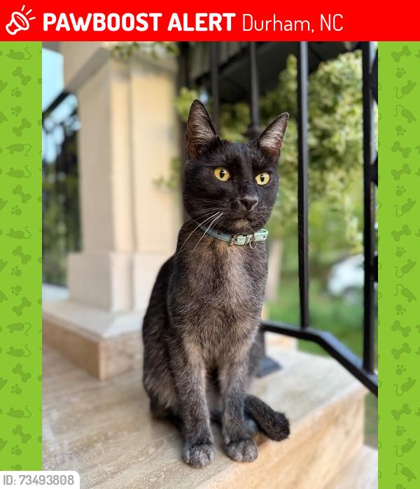 Lost Female Cat last seen Starbuks, Durham, NC 27713