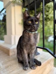 Lost Female Cat last seen Starbuks, Durham, NC 27713