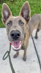Shelter Stray Male Dog last seen Near BLOCK NW 131 ST, 3599 NW 79th Ave, Doral, FL 33122, USA