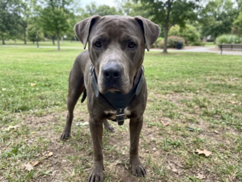 Shelter Stray Male Dog last seen , 957 N Gaffey St, San Pedro, CA 90731, USA
