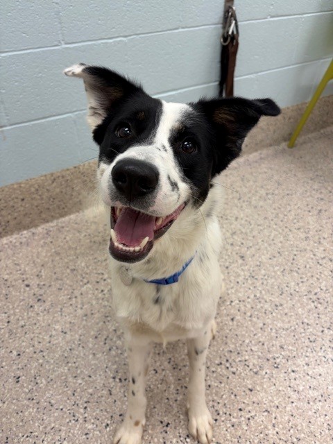 Shelter Stray Male Dog last seen Near BLOCK W 92ND AVE, 12155 Park Blvd, Brighton, CO 80601, USA
