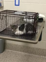 Shelter Stray Unknown Cat last seen Near BLOCK W 100TH AVE, 12155 Park Blvd, Brighton, CO 80601, USA