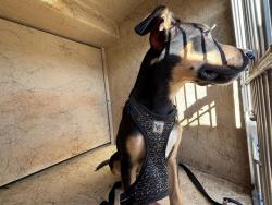 Shelter Stray Female Dog last seen Near BLOCK N PORTLAND, 2811 SE 29th St, Oklahoma City, OK 73129, USA