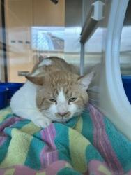 Shelter Stray Male Cat last seen CAMDEN LN, 8311 Freedom Dr, Pearland, TX 77581, USA