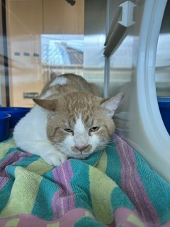 Shelter Stray Male Cat last seen CAMDEN LN, 8311 Freedom Dr, Pearland, TX 77581, USA