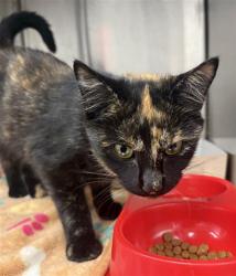 Shelter Stray Female Cat last seen Near, 5001 E Raymond St, Indianapolis, IN 46203, USA