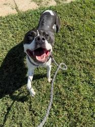 Shelter Stray Female Dog last seen CHARLOTTE, 8315 Byrum Dr, Charlotte, NC 28217, USA