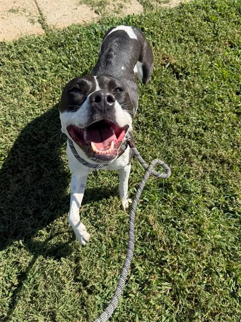 Shelter Stray Female Dog last seen CHARLOTTE, 8315 Byrum Dr, Charlotte, NC 28217, USA
