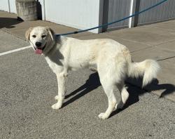 Shelter Stray Male Dog last seen Near BLOCK SANDERS LANE, 3528 Newburg Rd, Louisville, KY 40218, USA