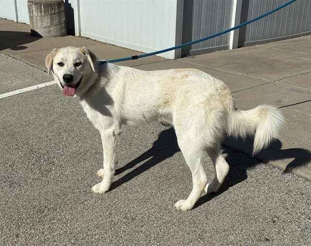 Shelter Stray Male Dog last seen Near BLOCK SANDERS LANE, 3528 Newburg Rd, Louisville, KY 40218, USA