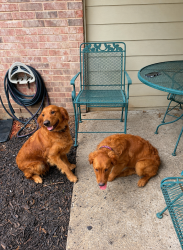Reunited Female Dog last seen Harvest Bend and Autumn Breeze Drive, Wylie, TX 75098