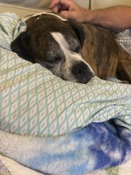 Reunited Female Dog last seen Riggins Rd. And Allgood Bridge Rd., Pickens, SC 29671