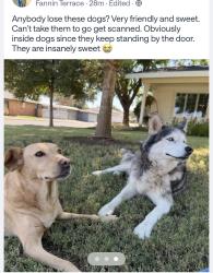 Reunited Unknown Dog last seen Neely, Midland, TX 79705
