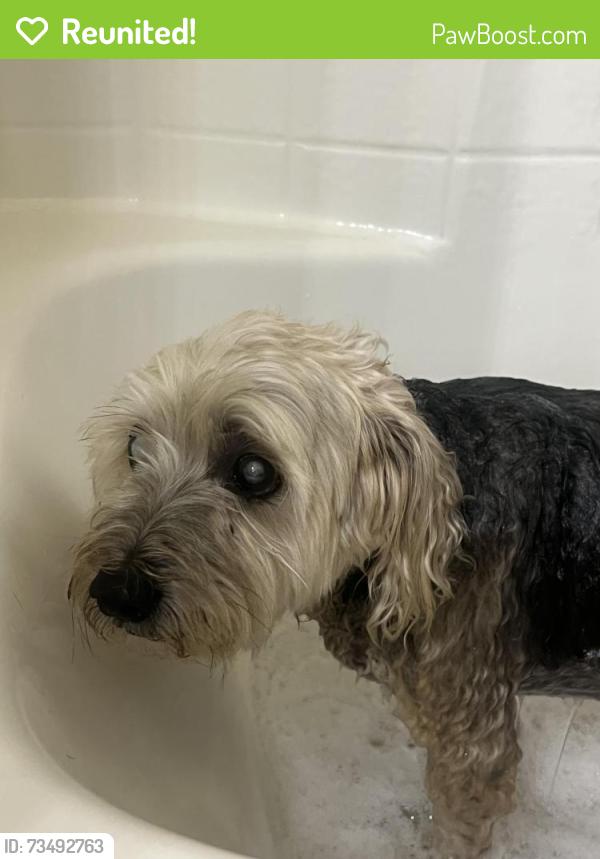 Reunited Male Dog last seen Hope Valley St & Robindale, Enterprise, NV 89139