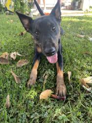 Found/Stray Female Dog last seen Glen acres school, Lafayette, IN 47905