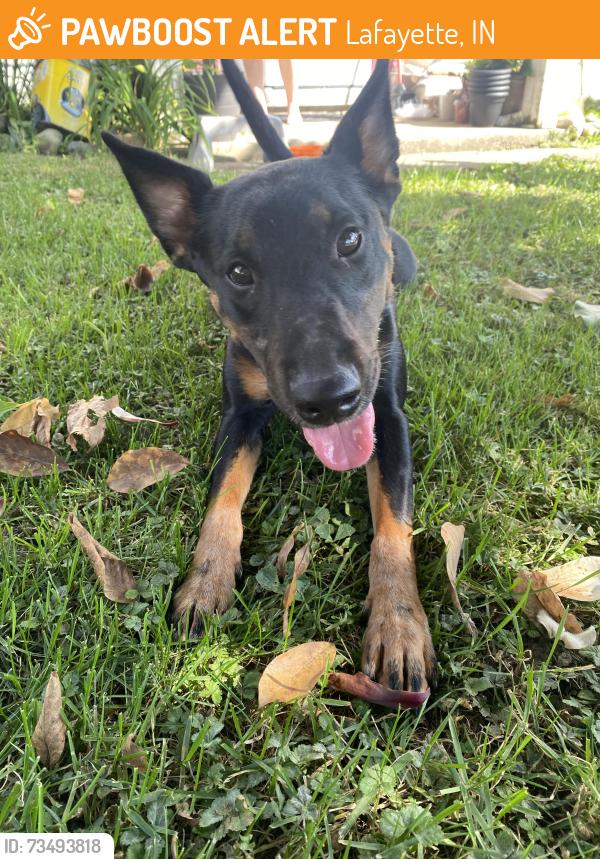 Found/Stray Female Dog last seen Glen acres school, Lafayette, IN 47905