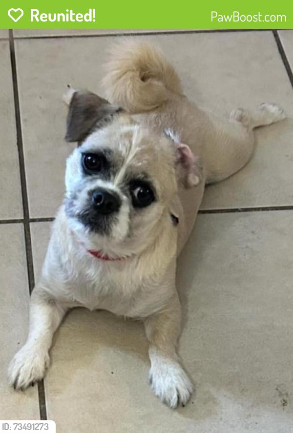 Reunited Female Dog last seen Kendall, FL 33183, USA, Kendall, FL 33183