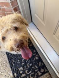 Reunited Female Dog last seen Olive Garden off George Bush- on the street behind, Garland, TX 75040