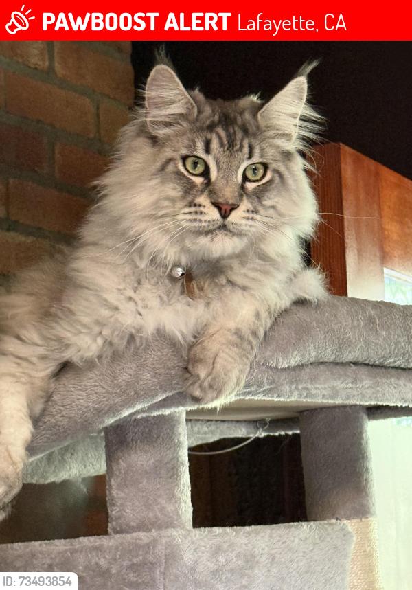 Lost Male Cat last seen Brown Ave, Lafayette, CA 94549