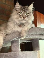 Lost Male Cat last seen Brown Ave, Lafayette, CA 94549