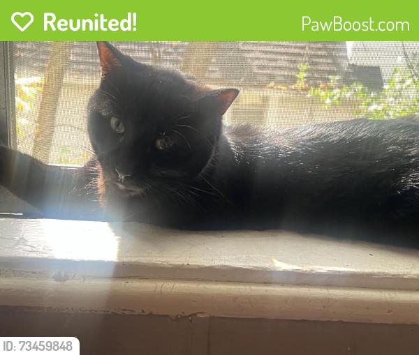 Reunited Male Cat last seen Como, Minneapolis, MN 55414