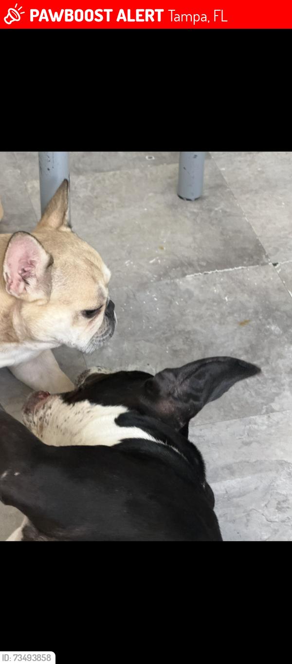 Lost Female Dog last seen Near N hubert ave Tampa fl 33614, Tampa, FL 33614