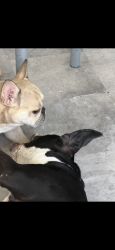 Lost Female Dog last seen Near N hubert ave Tampa fl 33614, Tampa, FL 33614