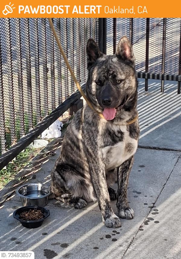 Found/Stray Male Dog last seen 34th St and MLK, Oakland, CA 94609