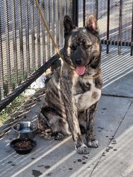 Found/Stray Male Dog last seen 34th St and MLK, Oakland, CA 94609