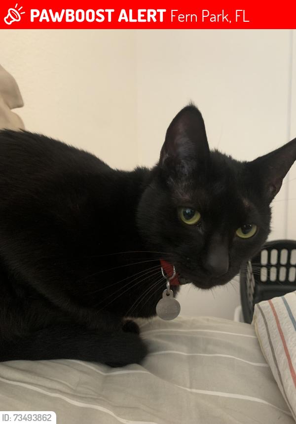 Lost Male Cat last seen Waverly drive, Fern Park, FL 32730