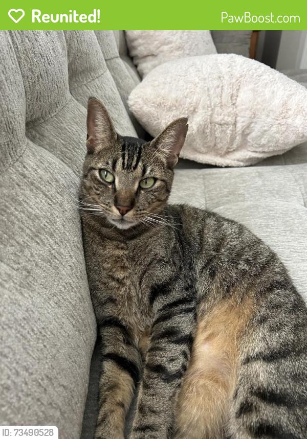 Reunited Male Cat last seen Telge/huffmeister/longwood trace, Houston, TX 77429