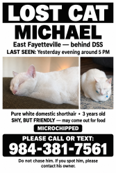 Lost Male Cat last seen Beind DSS, Fayetteville, NC 28301