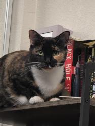 Reunited Female Cat last seen Sunstone apmts, apmt 83, Riverside, CA 92505