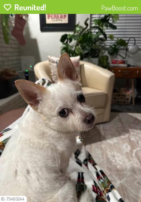 Reunited Male Dog last seen Near Gilmary Ave, Las Vegas, NV 89102, USA, Las Vegas, NV 89102