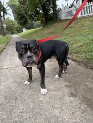 Found/Stray Male Dog last seen Werk Road and Epworth Avenue, Cincinnati, OH 45211