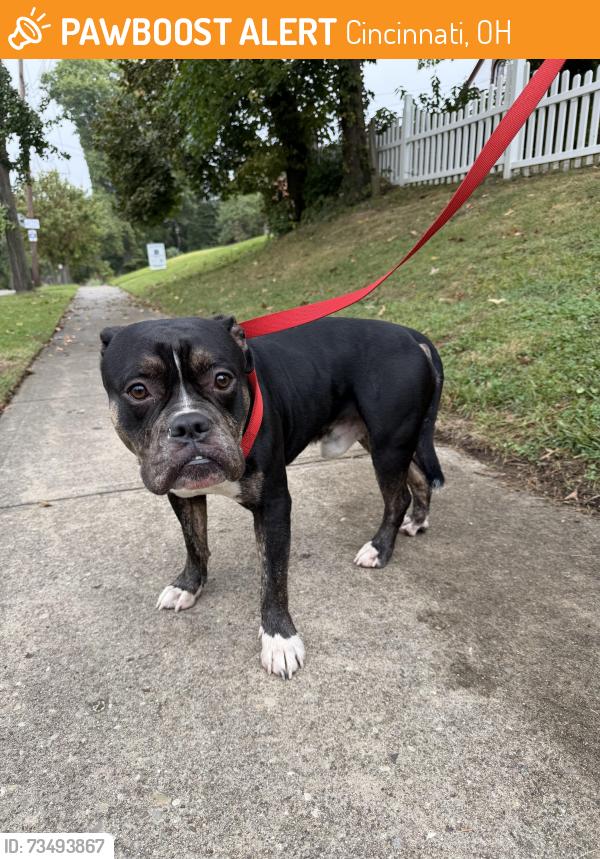 Found/Stray Male Dog last seen Werk Road and Epworth Avenue, Cincinnati, OH 45211