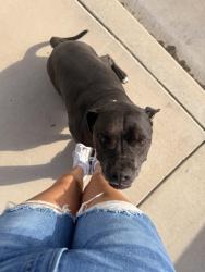 Found/Stray Female Dog last seen Granite pointe elementary, Bakersfield, CA 93313