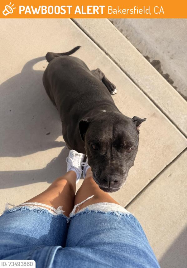 Found/Stray Female Dog last seen Granite pointe elementary, Bakersfield, CA 93313